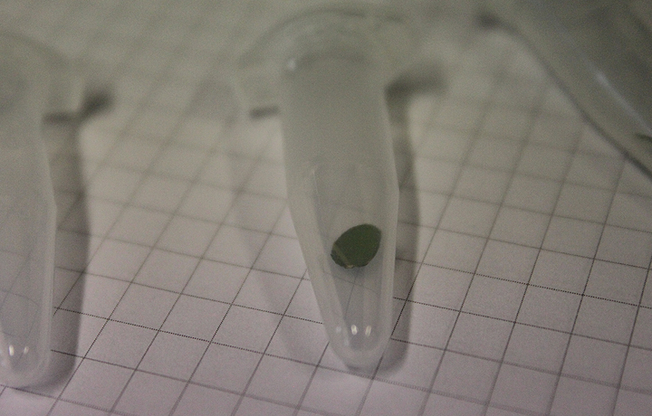 Not Invented by Nature: Helmholtz Initiative Synthetic Biology, German Cancer Research Center - DKFZ, Heidelberg, German