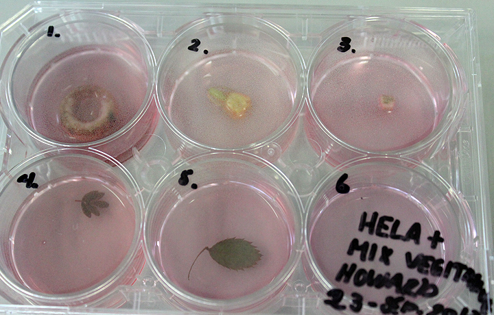 Not Invented by Nature: Helmholtz Initiative Synthetic Biology, German Cancer Research Center - DKFZ, Heidelberg, German