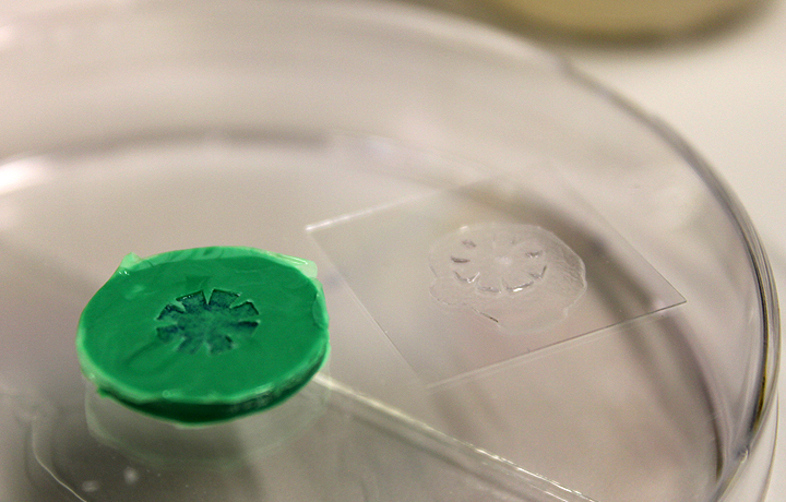 Not Invented by Nature: Helmholtz Initiative Synthetic Biology, German Cancer Research Center - DKFZ, Heidelberg, German