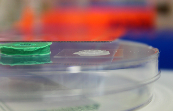 Not Invented by Nature: Helmholtz Initiative Synthetic Biology, German Cancer Research Center - DKFZ, Heidelberg, German