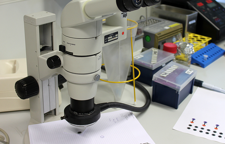 Not Invented by Nature: Helmholtz Initiative Synthetic Biology, German Cancer Research Center - DKFZ, Heidelberg, German