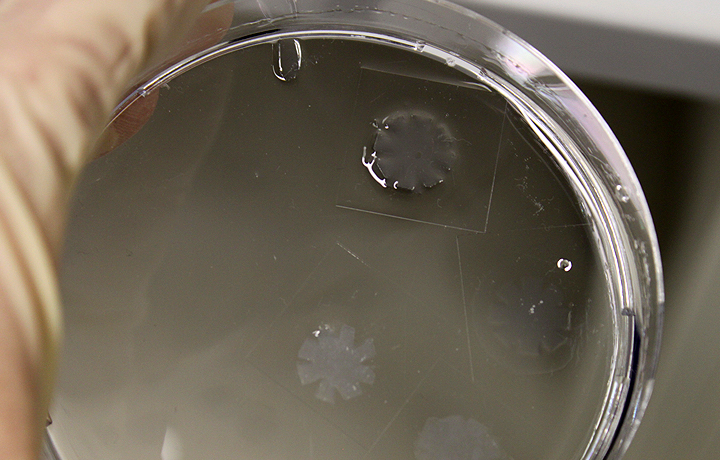 Not Invented by Nature: Helmholtz Initiative Synthetic Biology, German Cancer Research Center - DKFZ, Heidelberg, German