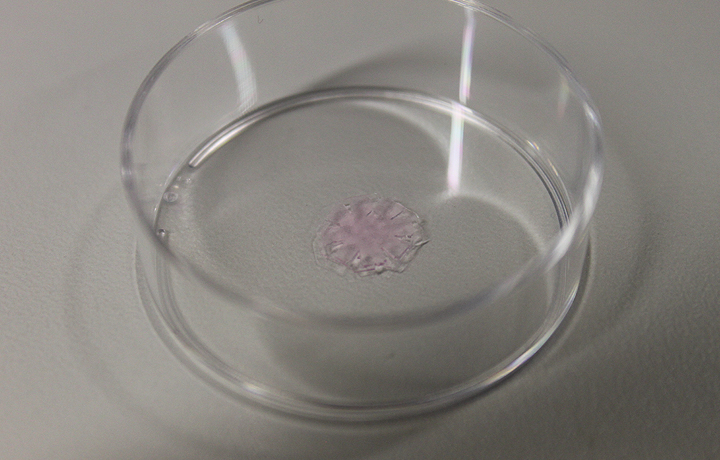 Not Invented by Nature: Helmholtz Initiative Synthetic Biology, German Cancer Research Center - DKFZ, Heidelberg, German