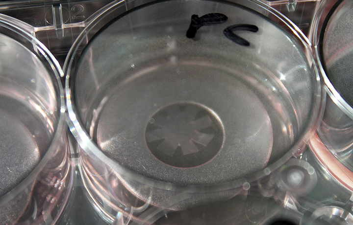 Not Invented by Nature: Helmholtz Initiative Synthetic Biology, German Cancer Research Center - DKFZ, Heidelberg, German