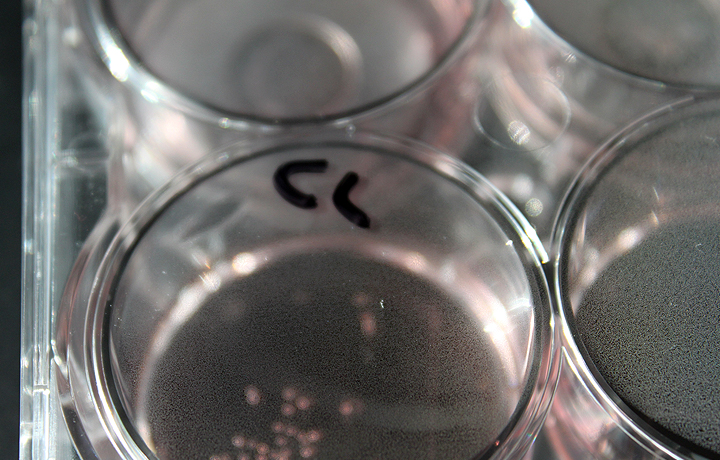 Not Invented by Nature: Helmholtz Initiative Synthetic Biology, German Cancer Research Center - DKFZ, Heidelberg, German