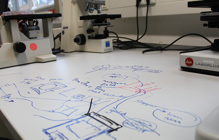 Not Invented by Nature: Helmholtz Initiative Synthetic Biology, German Cancer Research Center - DKFZ, Heidelberg, German