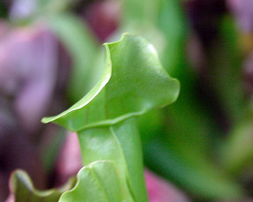 sarracenia purpurea