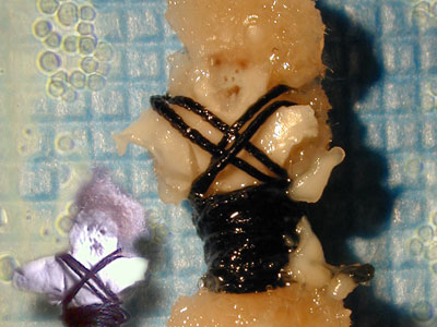 Worry Dolls, Tissue Culture & Art Project,Transient Creatures, Microwave International New Media Arts Festival 2008, Hon
