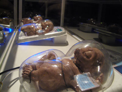 Adam Brandejs, Genpets, Transient Creatures, Microwave International New Media Arts Festival 2008, Hong Kong