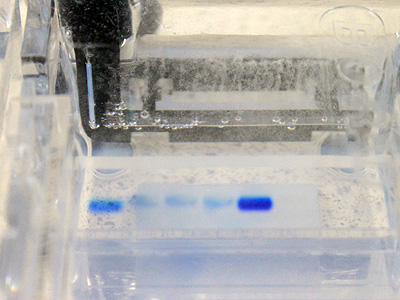 Loading the gel can be a bit tricky - it can be difficult to see the submerged wells and to keep a steady hand when disc