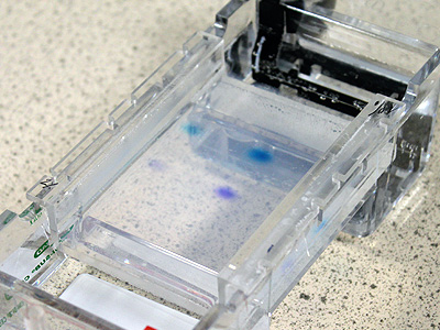 A mixture of a coloured buffer to the DNA helps to show how it  is pushed through the gel by electric voltage &copy; c-l