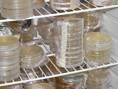 Plates are stored in a fridge at around 4&deg;C. To avoid contamination tape and wrapping plastic is used &copy; c-lab 2