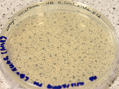 Transformed bacteria on medium. Nothing green yet. The plates need to be placed in an incubator and bacteria allowed to 