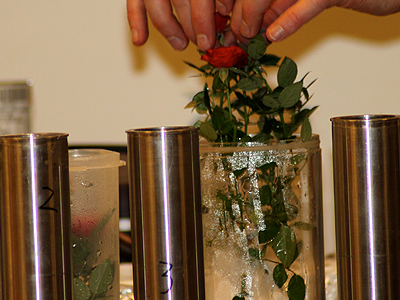 To prepare their journey, the roses are carefully moved out of the transparent containers containers, cleared of cotton 