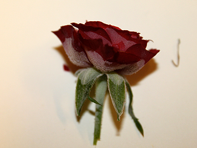 Two of the roses broke off during the experiment. In Martian conditions, the extremely cold climate makes the plant body