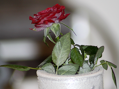 Rose exposed to Martian Environment. The red petals have gone darker and water crystals have formed on the underside. Th