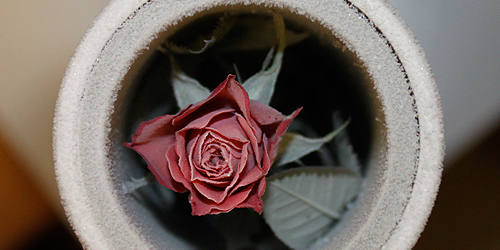rose after Martian environmental exposure &amp;c-lab; 2009