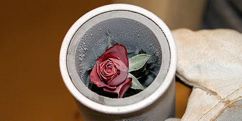 frozen rose seconds after exposure &copy; c-lab 2009