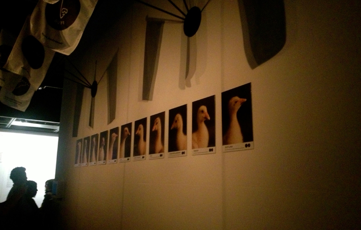 Moon Goose Analogue: Lunar Migration Bird Facility (2011 - ongoing), Agnes Meyer-Brandis, Microwave International New Me