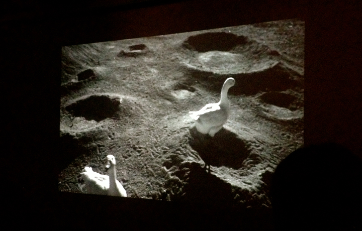 Moon Goose Analogue: Lunar Migration Bird Facility (2011 - ongoing), Agnes Meyer-Brandis, Microwave International New Me