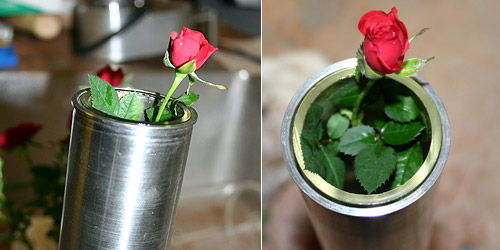 EXPOSING ROSES TO MARTIAN CONDITIONS AT THE MARS LAB