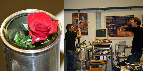 second rose for exposure and insertion into biochamber © c-lab 2007