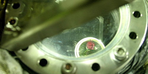 rose inside biochamber exposed to martian atmosphere © c-lab 2007