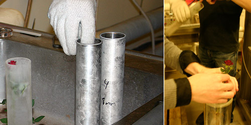 many hours later, roses are taken out of biochamber © c-lab 2007
