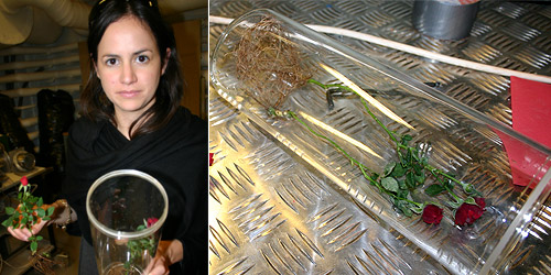 thawing roses post experiment © c-lab 2007