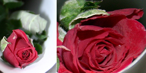 close-up of roses after exposure to martian parameters © c-lab 2007