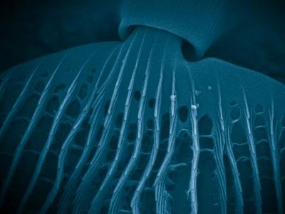 Blue Morph by Victory Vesna & James Gimzewski