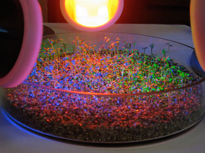 Plant growth in different colours of light at Czech Acadamy of Science © c-lab 2007