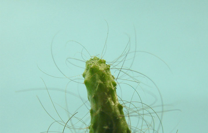 The Cactus Project, 2001