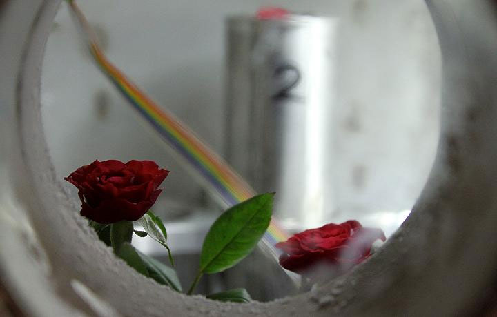The Martian Rose, 2007/9