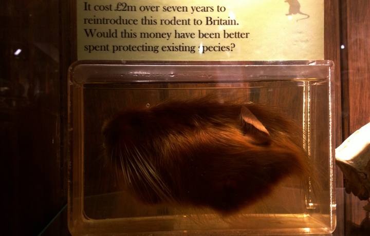 A Beaver head, one of the many curious displays surrounding the event