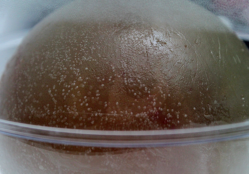 Bacterial World