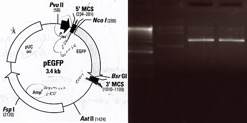 PEGFP Vector Information