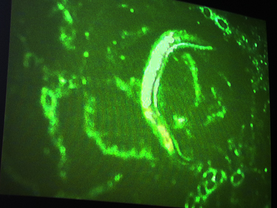 Genetically modified nematodes, Synthesis, UCL, London, UK, 2011.