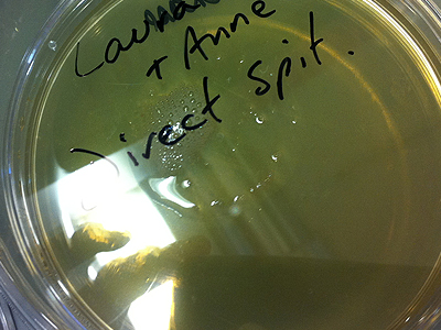 Collection of bacteria samples (saliva), Synthesis, UCL, London, UK, 2011.