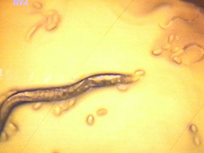 Micrscopic image of live Nematode projected on screen, Synthesis, UCL, London, UK, 2011.