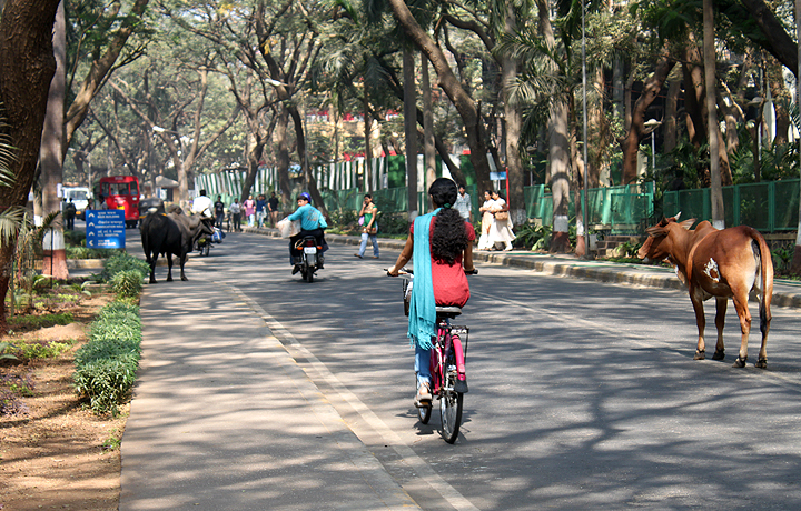 Campus street view, IIT Bombay, Techfest, January 2012