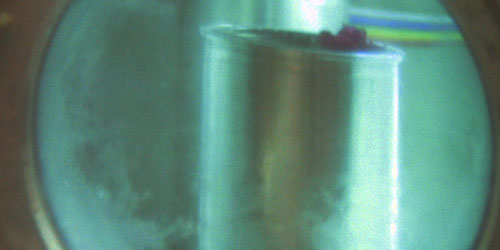 Video still from The Martian Rose video &copy; c-lab 2007