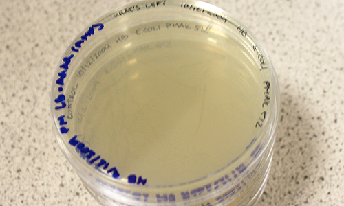 Transformed E coli on petri dish &copy; c-lab 2009