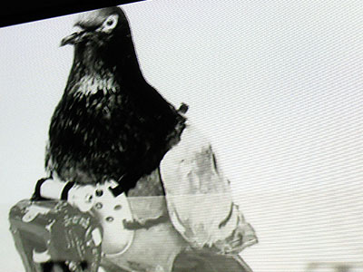 Beatriz da Costa, Pigeonblog, Unsafe Distance, Enter3, Prague, 2007