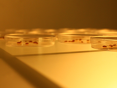Side view of seeds; cress, wheatgrass and oats placed inside dishes, 5 January 2011.