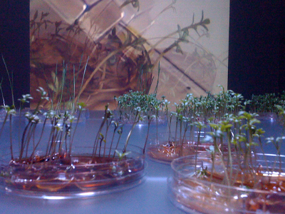 Magnetically actuated cress plants, 13 January 2011. 
