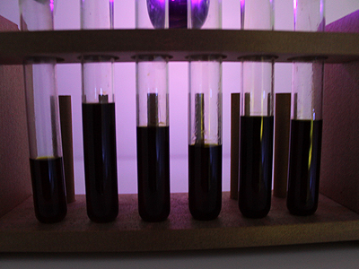 Chlorophyll extract in test tubes, 13 January 2011.