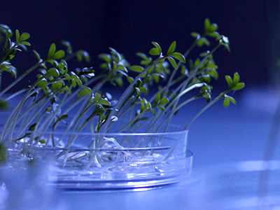 Cress seedlings with seed coats removed and exhibiting phototropism (growth towards light), 14 January 2011. 