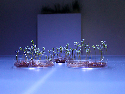 Cress in magnetic nanoparticles culture medium, 14 January 2011. 