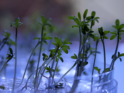 Close up of cress, 14 January 2011. 